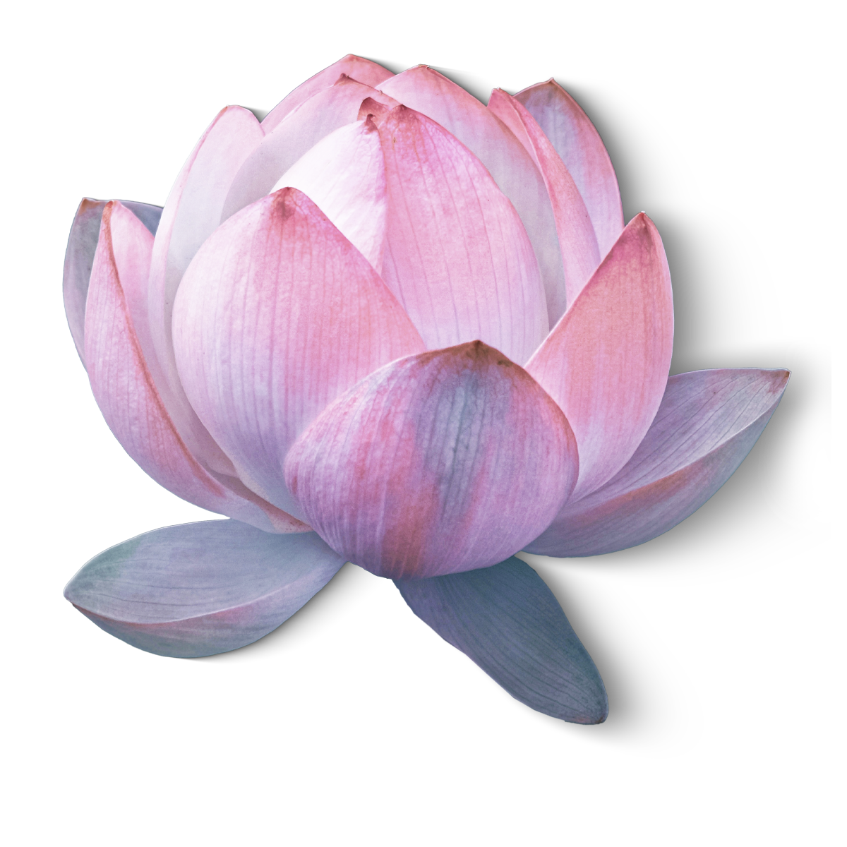 Lotusblüte